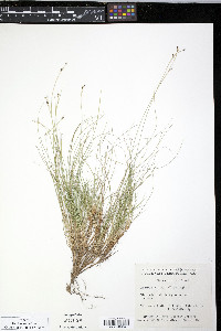 Carex eburnea image