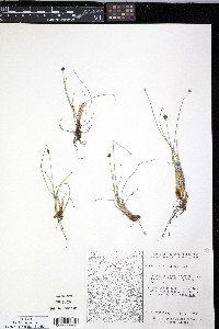 Carex capitata image