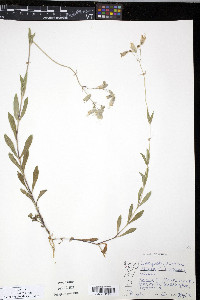 Silene vulgaris image