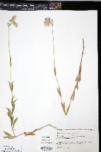 Silene vulgaris image