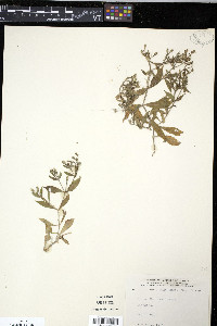 Silene menziesii image
