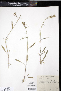 Silene montana image