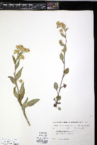Solidago macrophylla image
