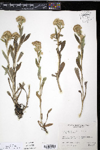 Solidago multiradiata var. scopulorum image