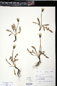 Taraxacum ceratophorum image