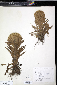 Senecio congestus image