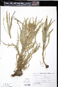 Senecio congestus image
