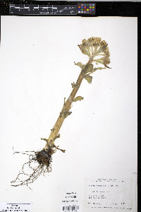 Senecio congestus image