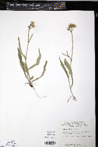 Senecio lugens image