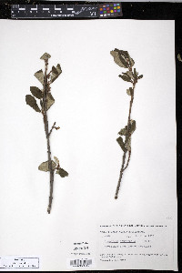 Shepherdia canadensis image