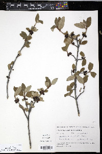 Shepherdia canadensis image