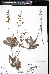 Pyrola dentata image