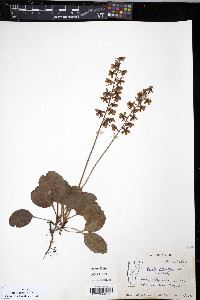 Pyrola elliptica image