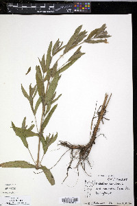Epilobium hirsutum image
