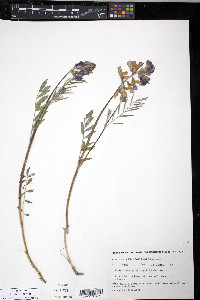 Hedysarum mackenzii image