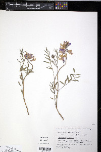 Hedysarum mackenzii image