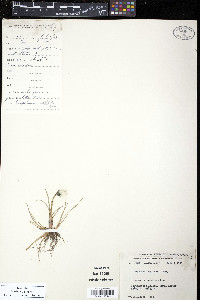 Eriophorum callitrix image