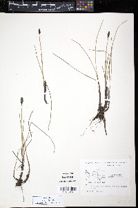 Eriophorum medium image
