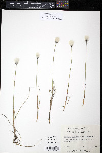 Eriophorum russeolum var. albidum image