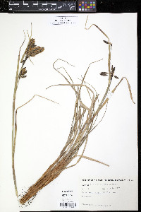 Eriophorum angustifolium image