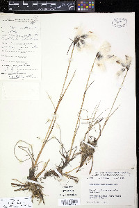 Eriophorum angustifolium image