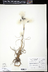 Eriophorum angustifolium image