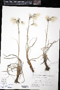 Eriophorum angustifolium image