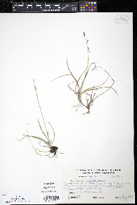 Carex vaginata image