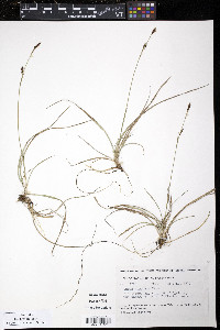 Carex vaginata image
