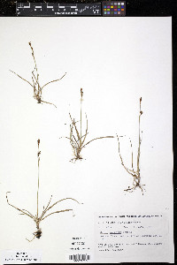 Carex vaginata image