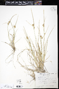 Carex viridula image
