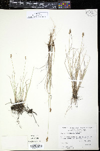 Carex heleonastes image