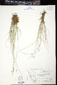 Carex interior image