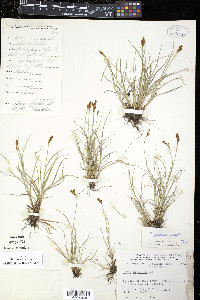 Carex lachenalii image