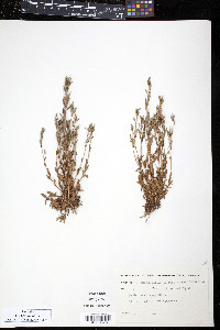 Draba arabisans image