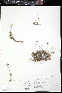 Draba fladnizensis image