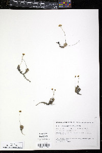 Draba fladnizensis image