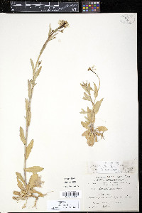 Arabis hirsuta image