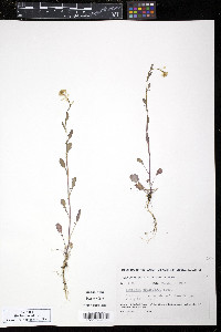 Barbarea orthoceras image