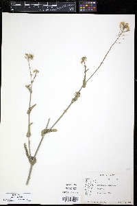 Brassica rapa image