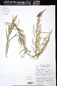 Asclepias hirtella image
