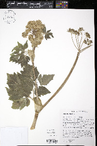 Angelica lucida image