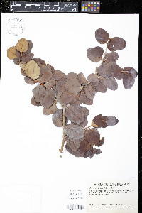 Carissa macrocarpa image