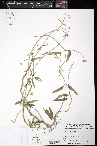 Funastrum clausum image