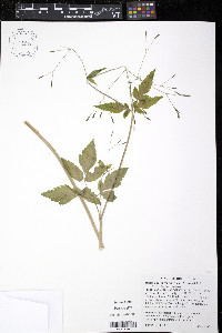 Osmorhiza purpurea image