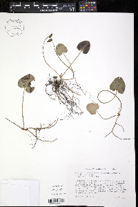 Hexastylis lewisii image