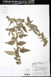 Malvastrum interruptum image