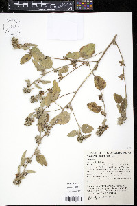 Malvastrum amblyphyllum image