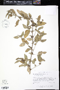 Malvastrum coromandelianum image