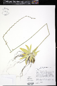 Aletris obovata image